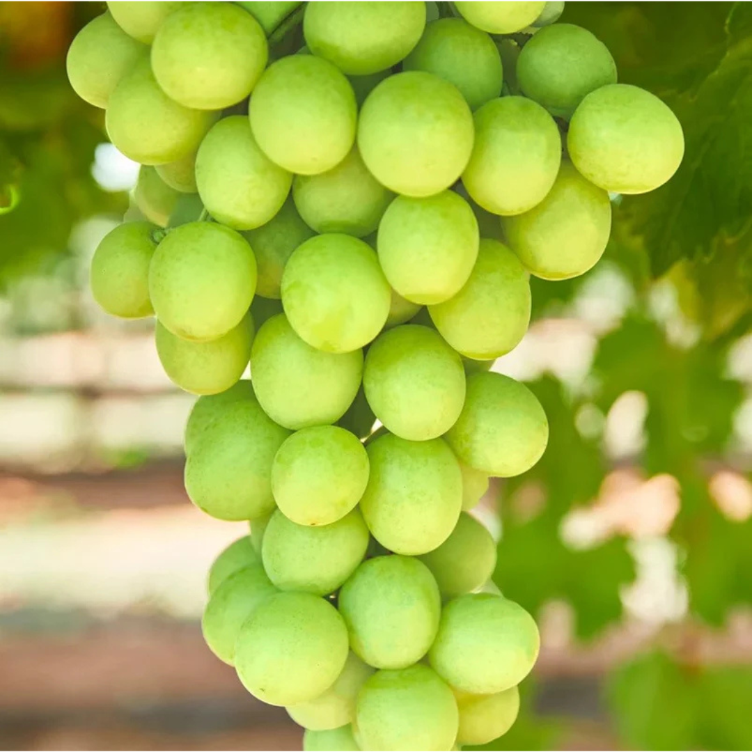 Organic Green Grapes Manufacturer and Supplier in India